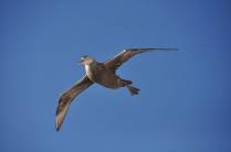 Um Southern Giant Petrel (Petrel Gigante) voa sobre o Sea Spirit um dia antes de chegarmos às Ilhas Malvinas
